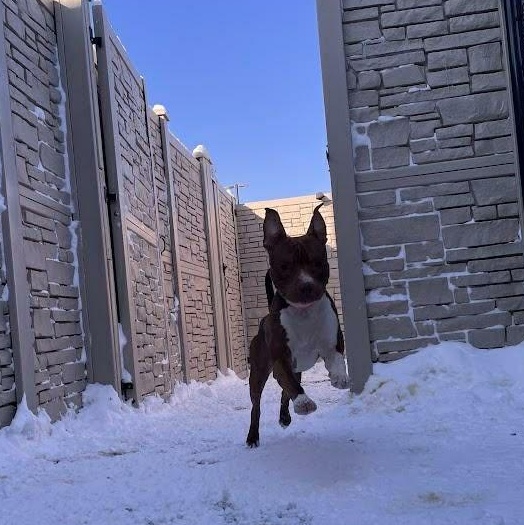 Enlarge Apollo, a Adoptable Pit Bull Terrier in Rochester, NY image 4/5