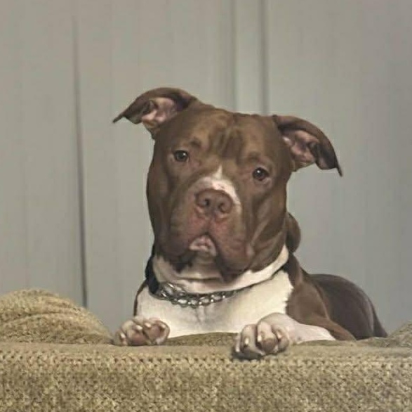 Apollo, Adoptable, Young Male Pit Bull Terrier.