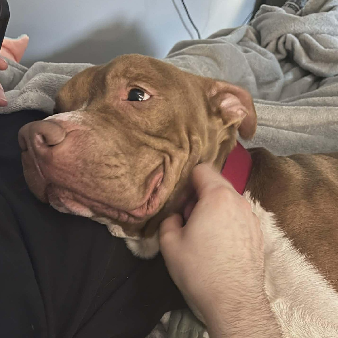 Enlarge Apollo, a Adoptable Pit Bull Terrier in Rochester, NY image 5/5