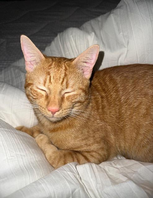 Enlarge Tuna, a Adoptable mixed breed in St. Albans, VT image 1/1