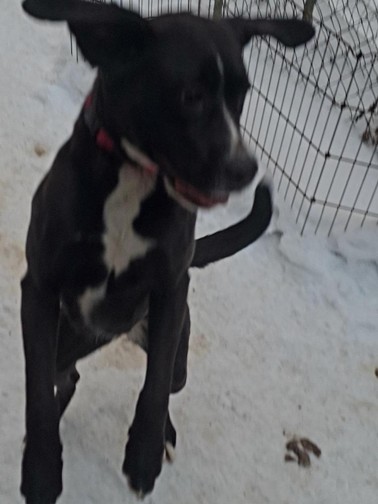Daisy Mae, Adoptable, Young Female Labrador Retriever & Great Dane.