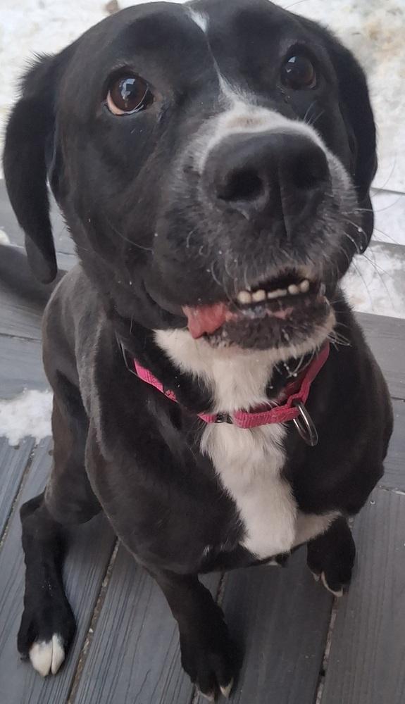 Enlarge Daisy Mae, a Adoptable mixed breed in White River Junction, VT image 2/3