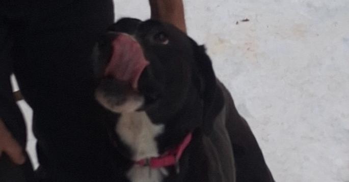 Enlarge Daisy Mae, a Adoptable mixed breed in White River Junction, VT image 3/3