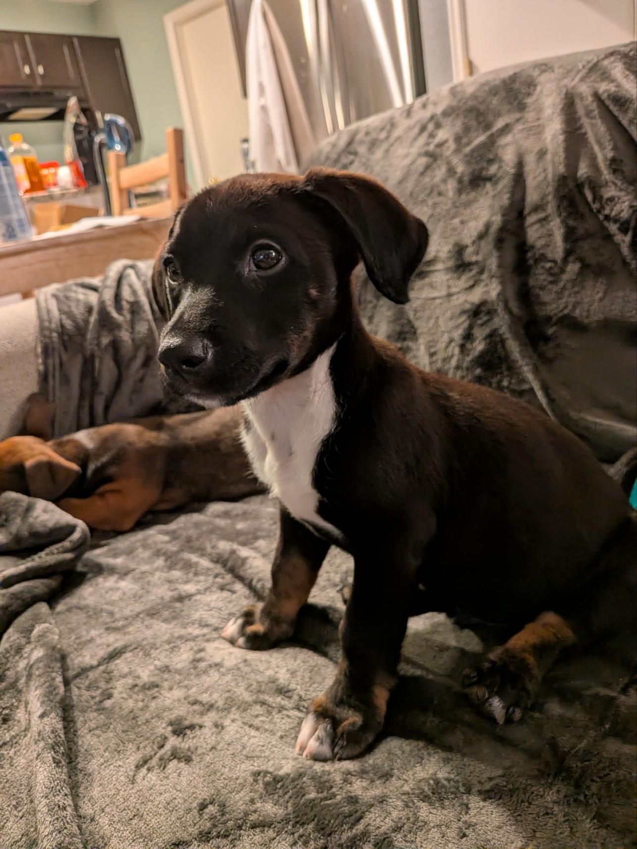 Nitro, adopted, Puppy Male Labrador Retriever.