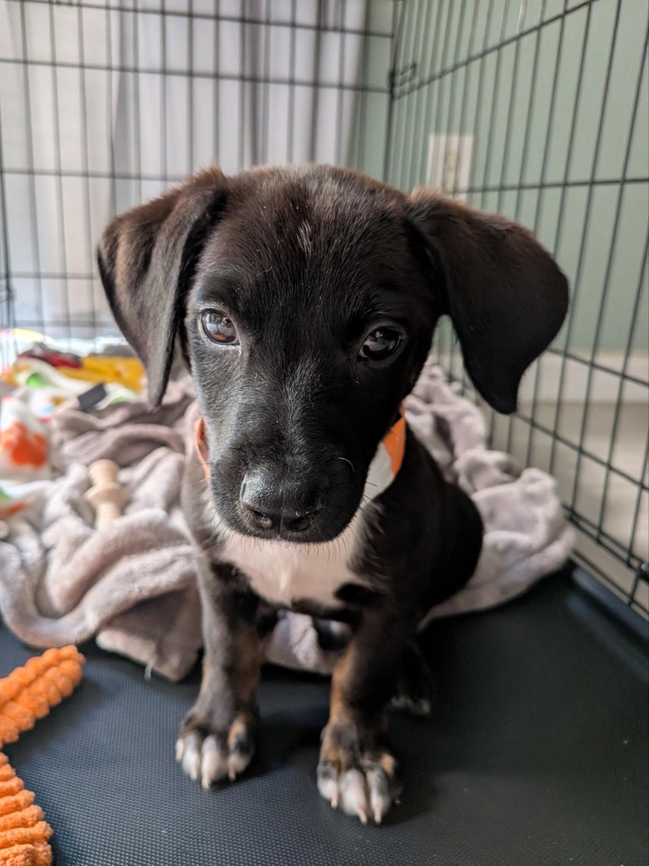 Enlarge Nitro, an adopted mixed breed in Parker, CO image 2/5