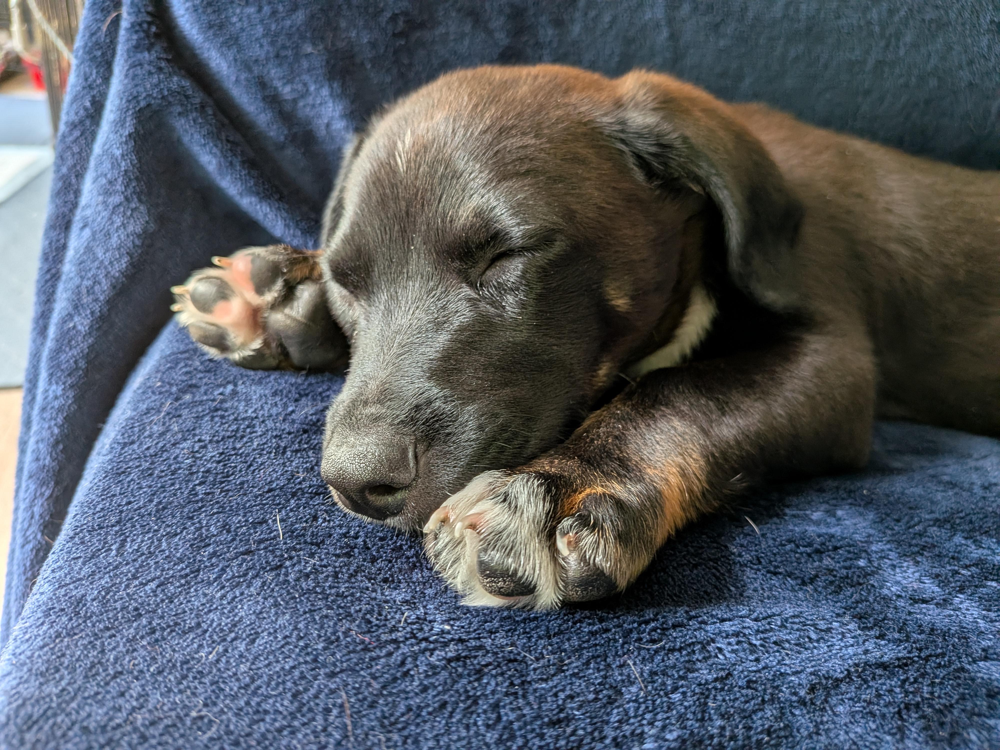 Enlarge Nitro, an adopted mixed breed in Parker, CO image 5/5