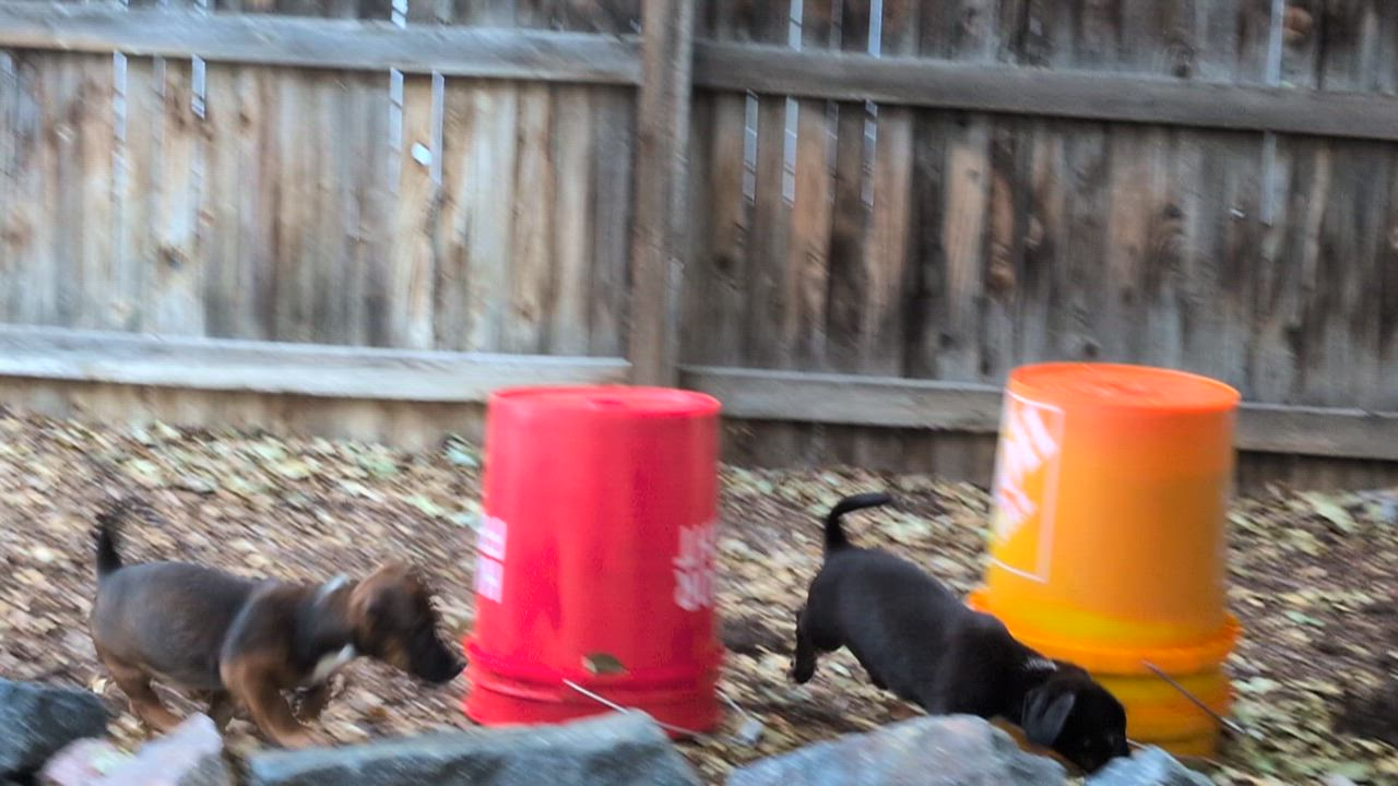 Enlarge Nitro, an adopted mixed breed in Parker, CO video 4/5