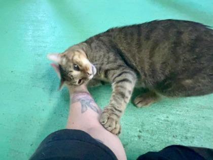 Enlarge Godiva, a Adoptable Domestic Short Hair in River Ridge, LA image 3/3