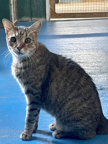 Godiva, a Adoptable Domestic Short Hair in River Ridge, LA image 2/3
