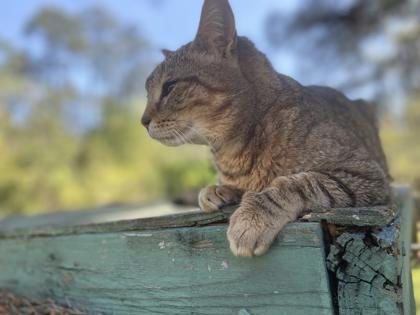 Godiva, a Adoptable Domestic Short Hair in River Ridge, LA image 3/3