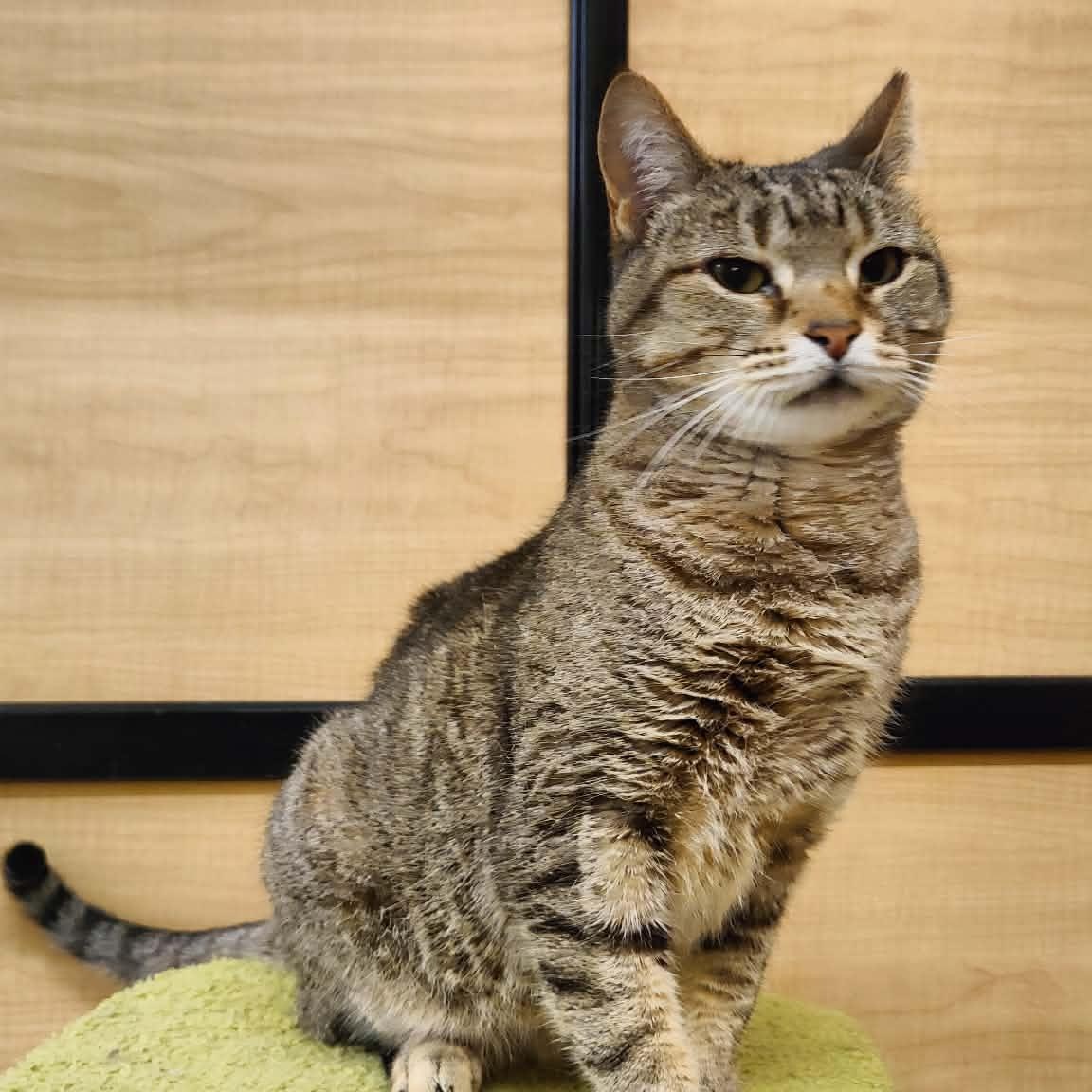 Enlarge Emma, a Adoptable Tabby in SCOTTSDALE, AZ image 4/5