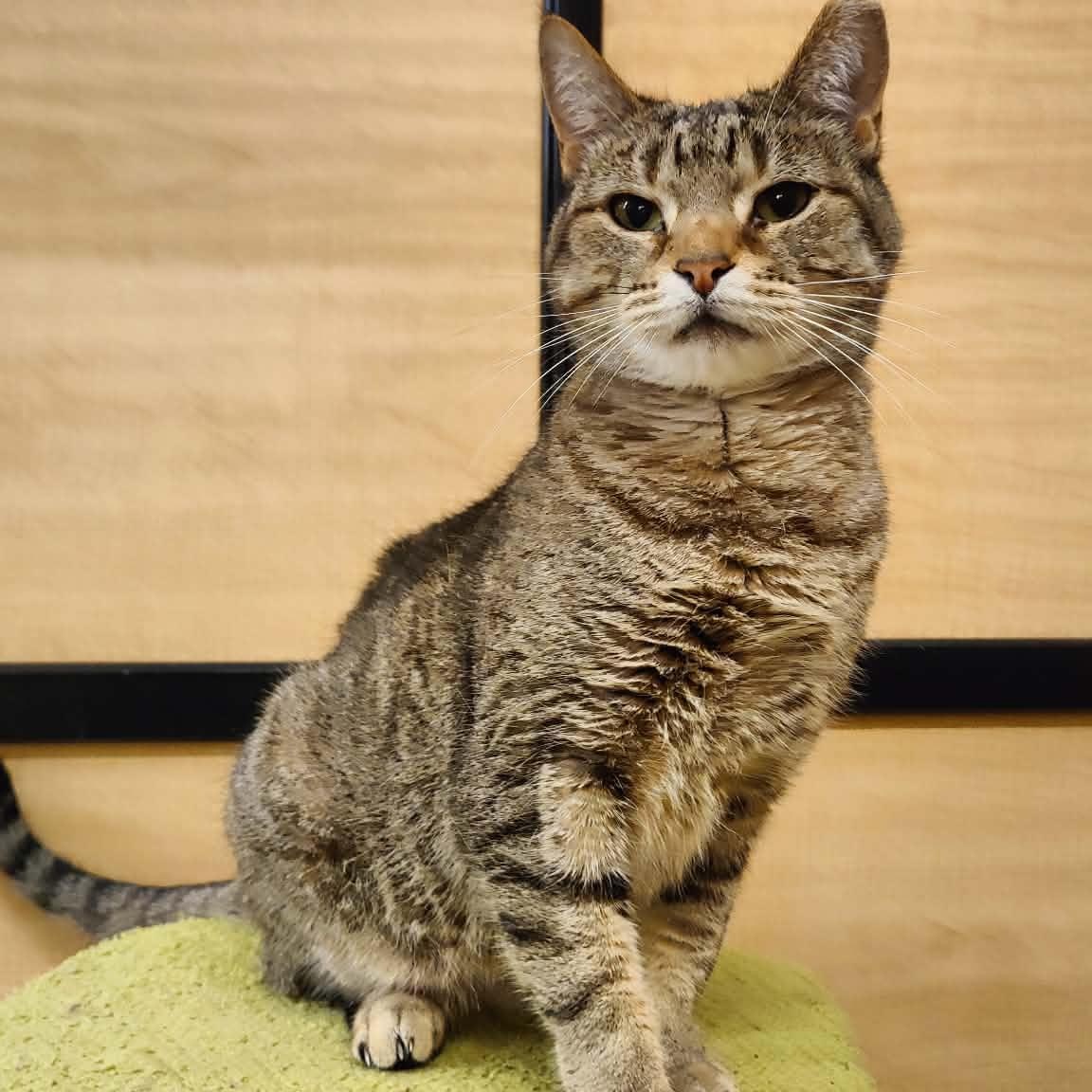 Enlarge Emma, a Adoptable Tabby in SCOTTSDALE, AZ image 2/5