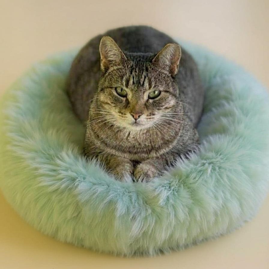 Emma, Adoptable, Adult Female Tabby.