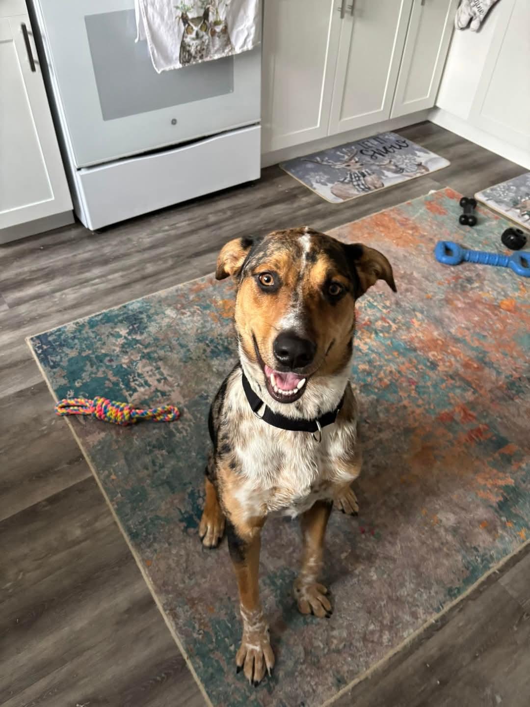 Enlarge Scout, an adopted mixed breed in Irwin, PA image 2/4