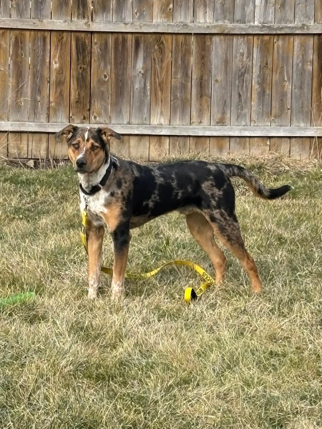Enlarge Scout, an adopted mixed breed in Irwin, PA image 3/4