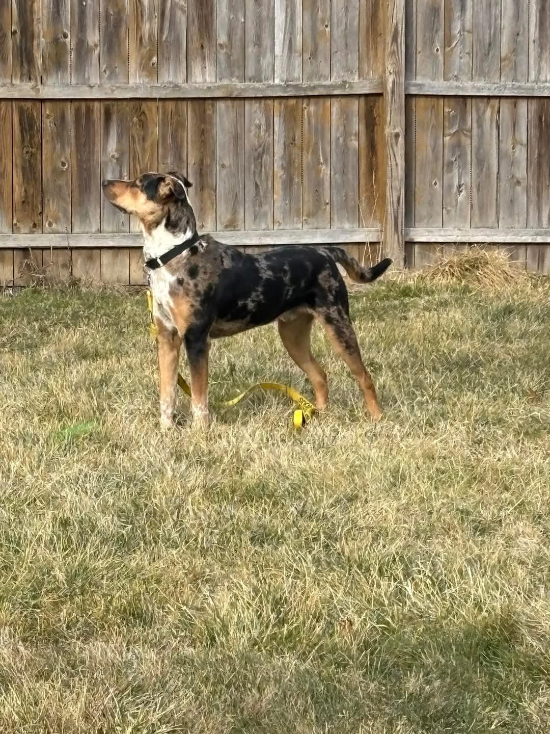 Enlarge Scout, an adopted mixed breed in Irwin, PA image 4/4