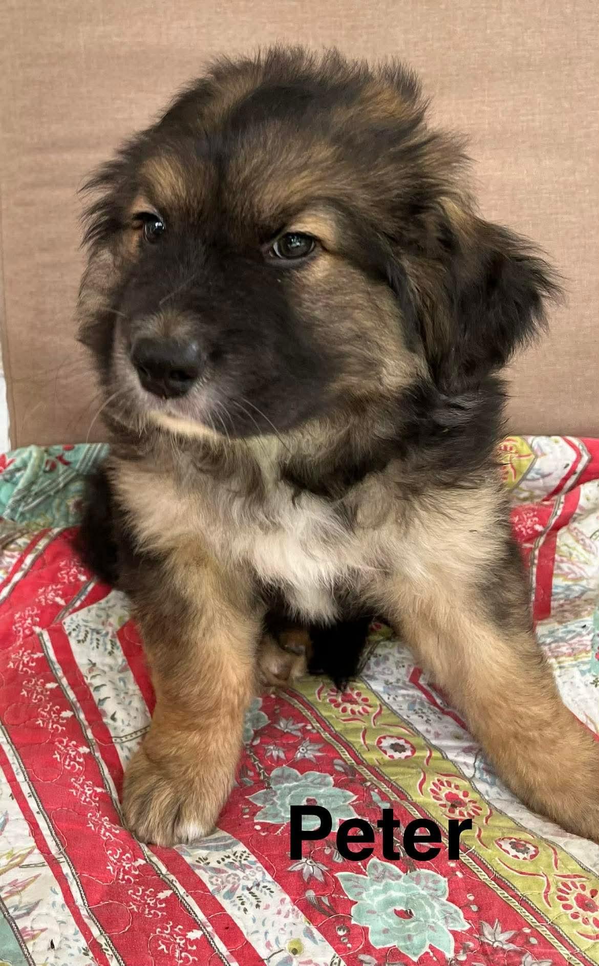 Enlarge Peter, a ADOPTABLE mixed breed in Stockbridge, GA image 3/3