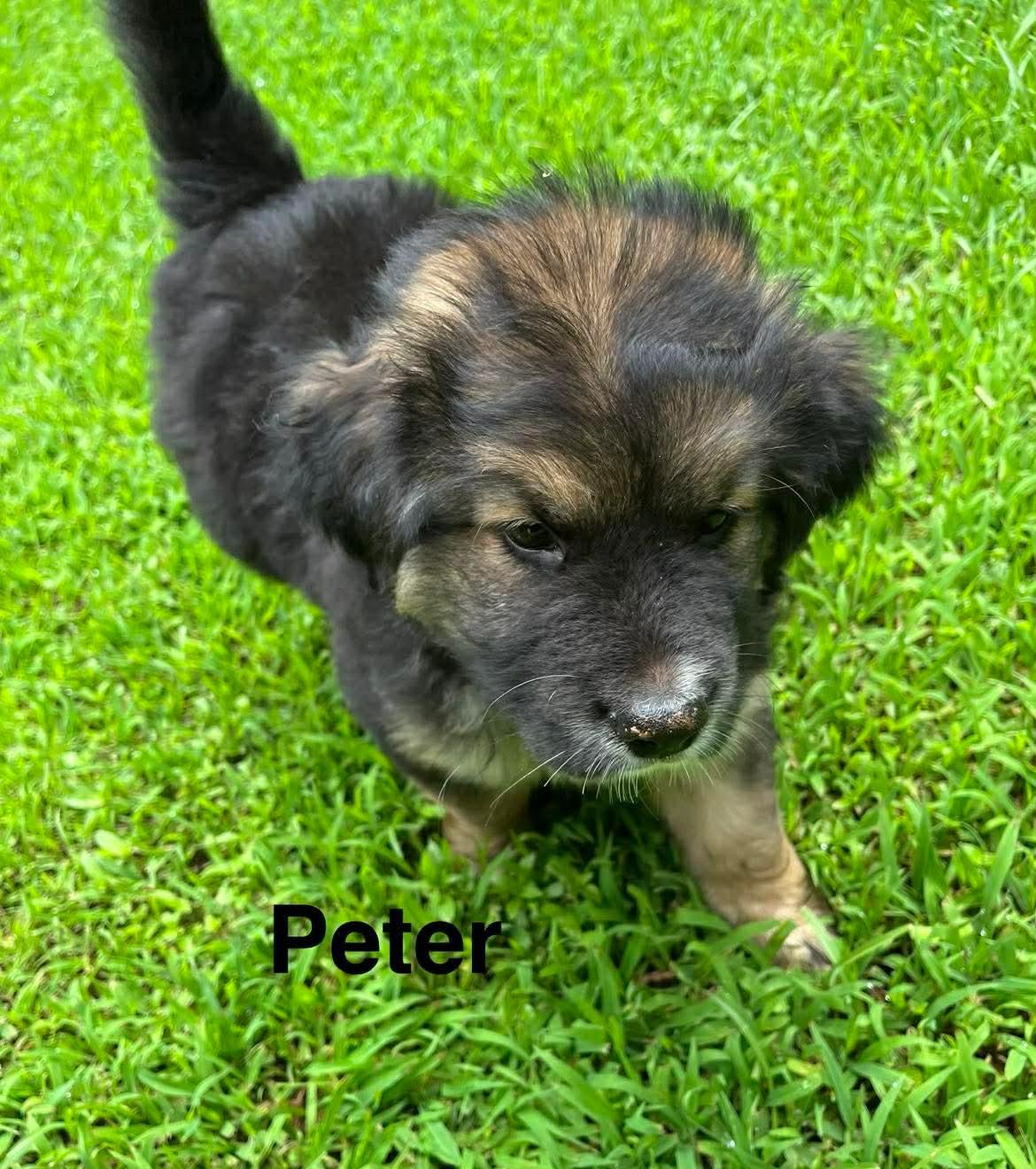 Enlarge Peter, a ADOPTABLE mixed breed in Stockbridge, GA image 2/3