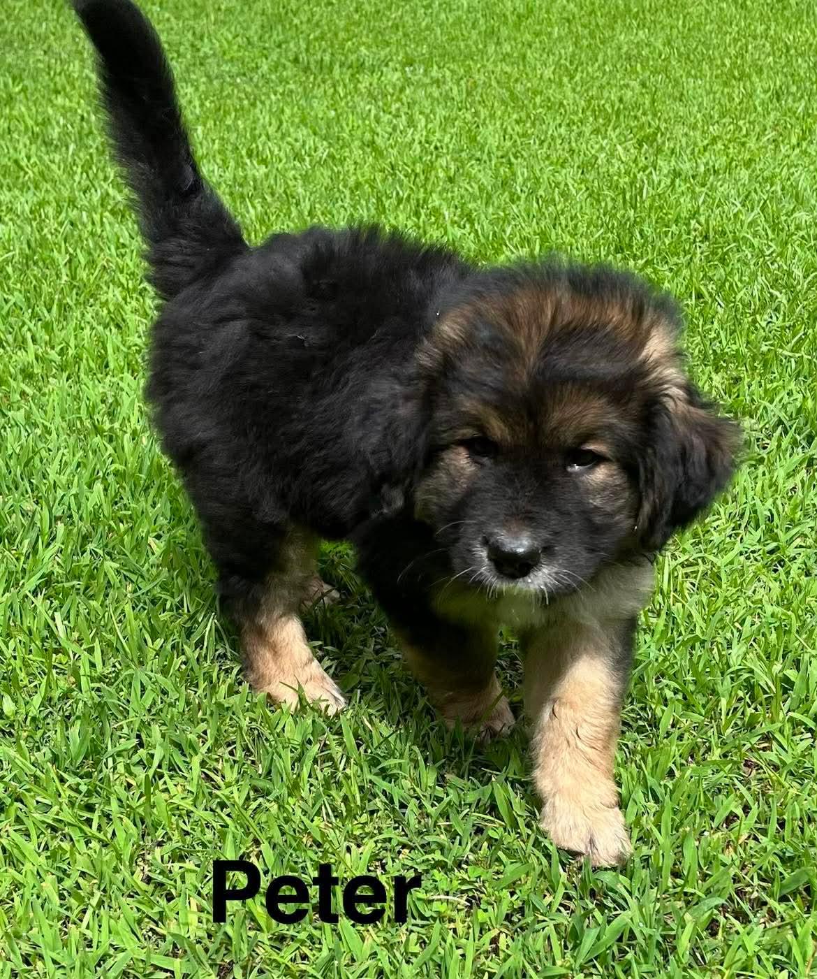 Peter, ADOPTABLE, Puppy Male German Shepherd Dog.