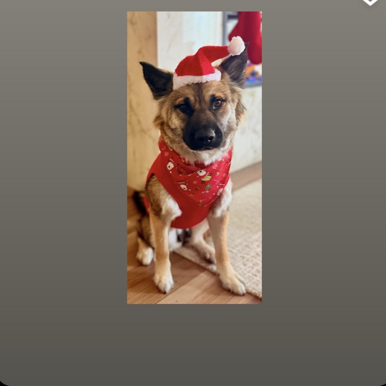 Zora , an adopted mixed breed in Portage, MI image 5/5