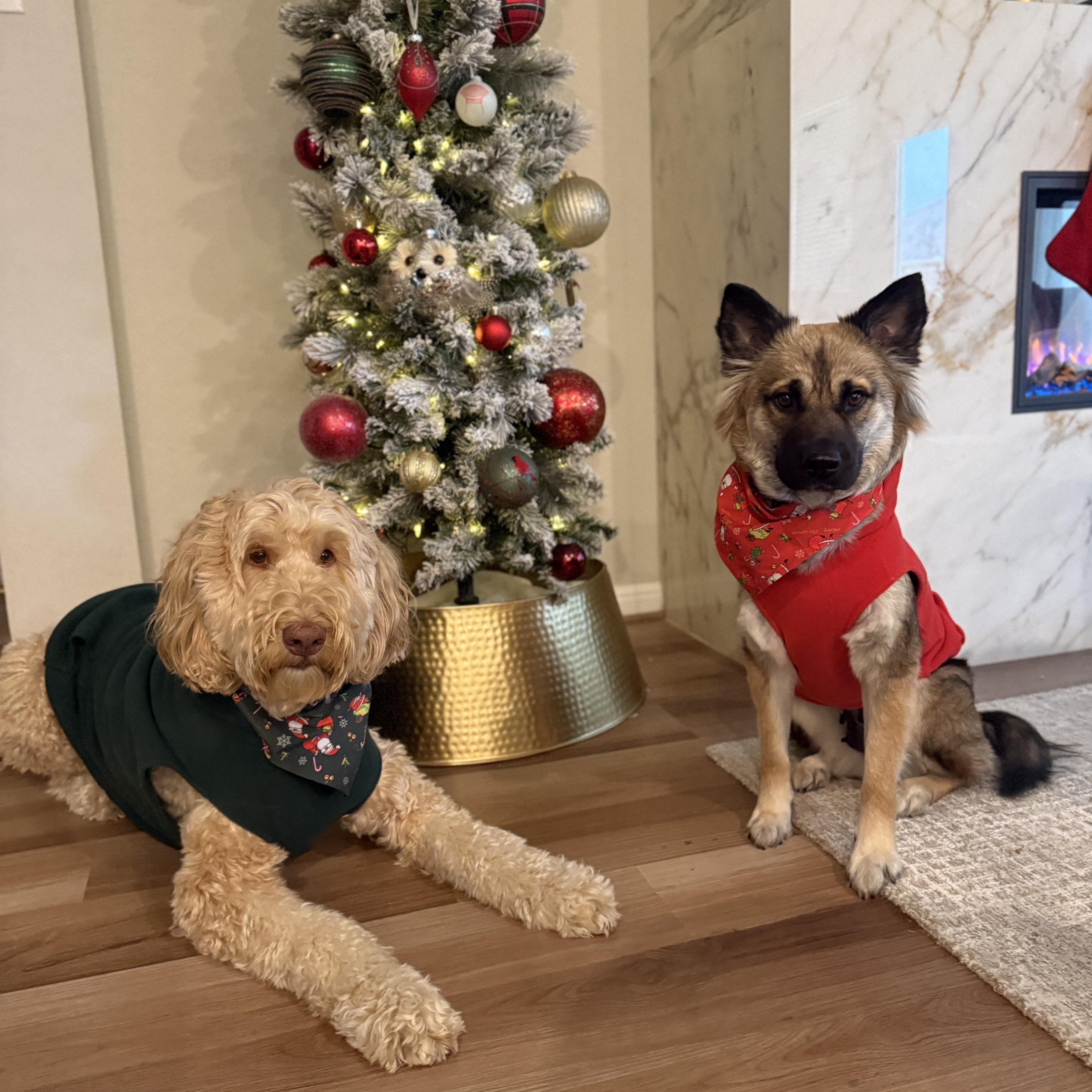 Zora , an adopted mixed breed in Portage, MI image 2/5