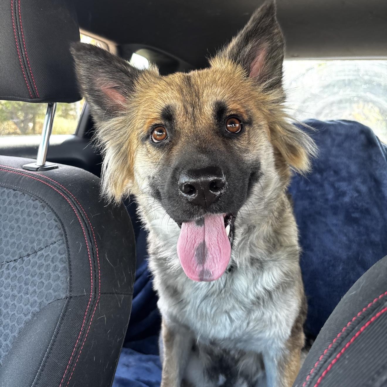 Zora , an adopted mixed breed in Portage, MI image 1/5