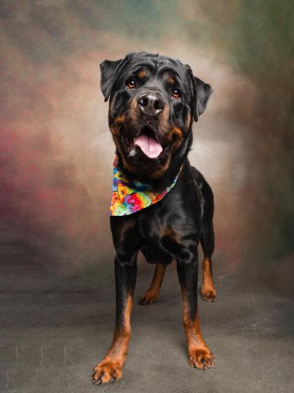 Enlarge Orbit, a Adopted Rottweiler in Hillsboro, NH image 1/3