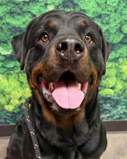 Enlarge Orbit, a Adopted Rottweiler in Hillsboro, NH image 2/3