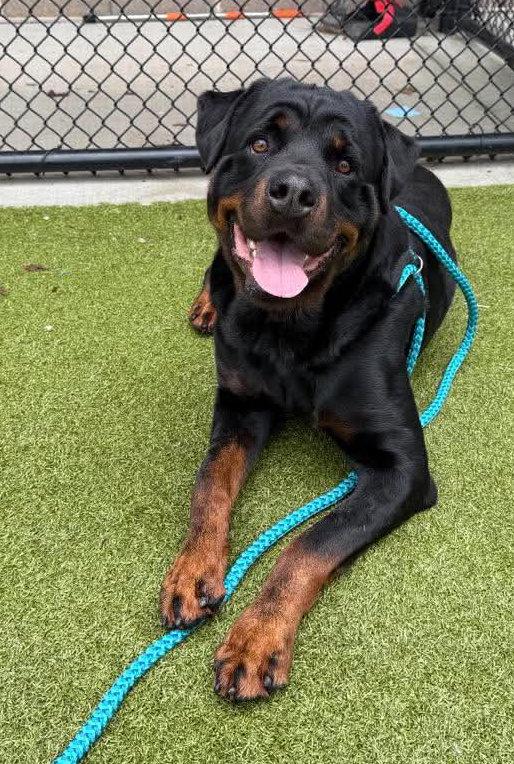 Enlarge Orbit, a Adopted Rottweiler in Hillsboro, NH image 3/3
