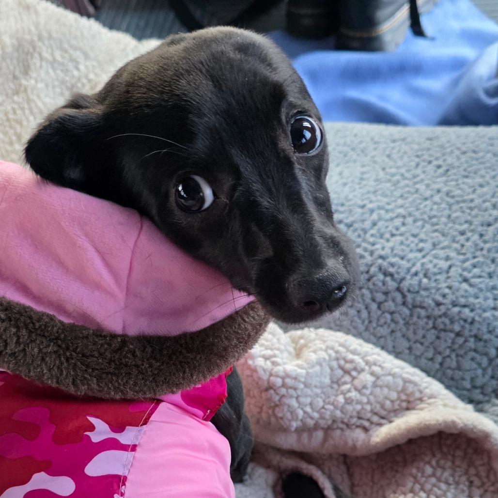 Enlarge Bliss, a Adoptable Chihuahua in Goltry, OK image 2/5