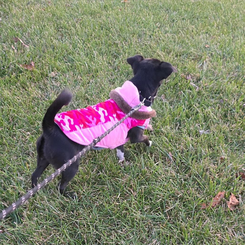 Enlarge Bliss, a Adoptable Chihuahua in Goltry, OK image 5/5