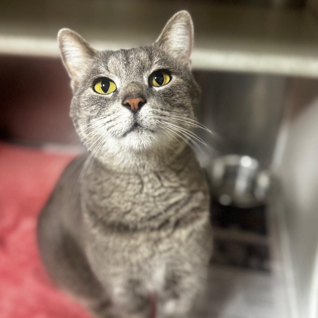 Matt, Adoptable, Adult Male Domestic Short Hair.