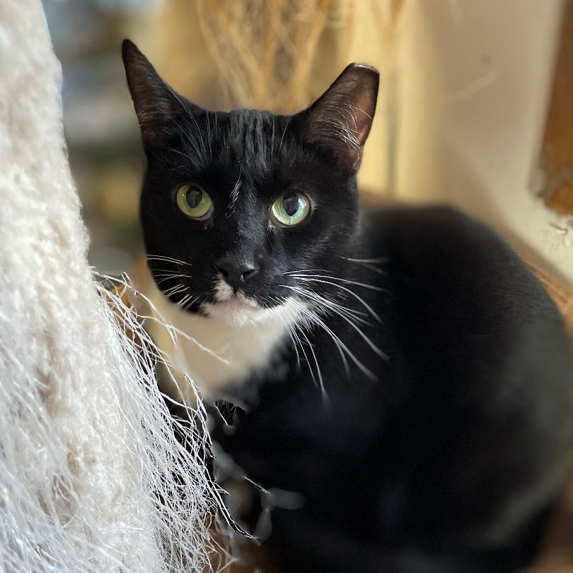 Deuces, Adoptable, Young Male Domestic Short Hair.