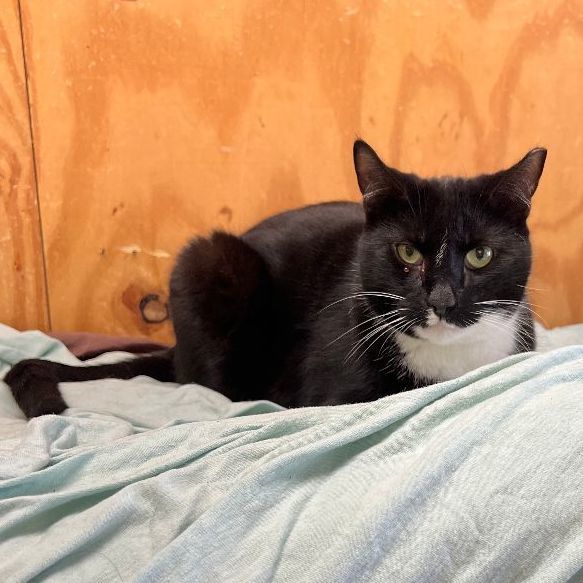 Deuces, a Adoptable mixed breed in East Elmhurst, NY image 2/12