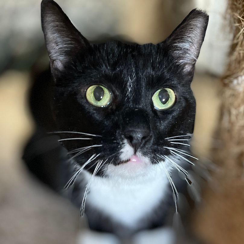 Deuces, a Adoptable mixed breed in East Elmhurst, NY image 3/12