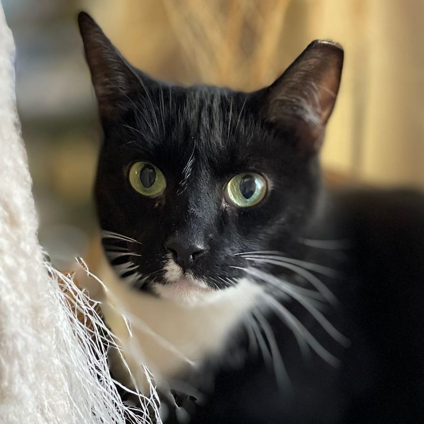 Deuces, a Adoptable mixed breed in East Elmhurst, NY image 4/12