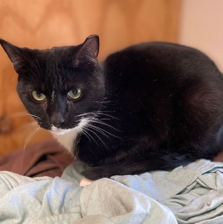 Deuces, a Adoptable mixed breed in East Elmhurst, NY image 5/12