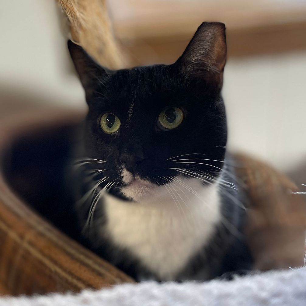 Deuces, a Adoptable mixed breed in East Elmhurst, NY image 6/12