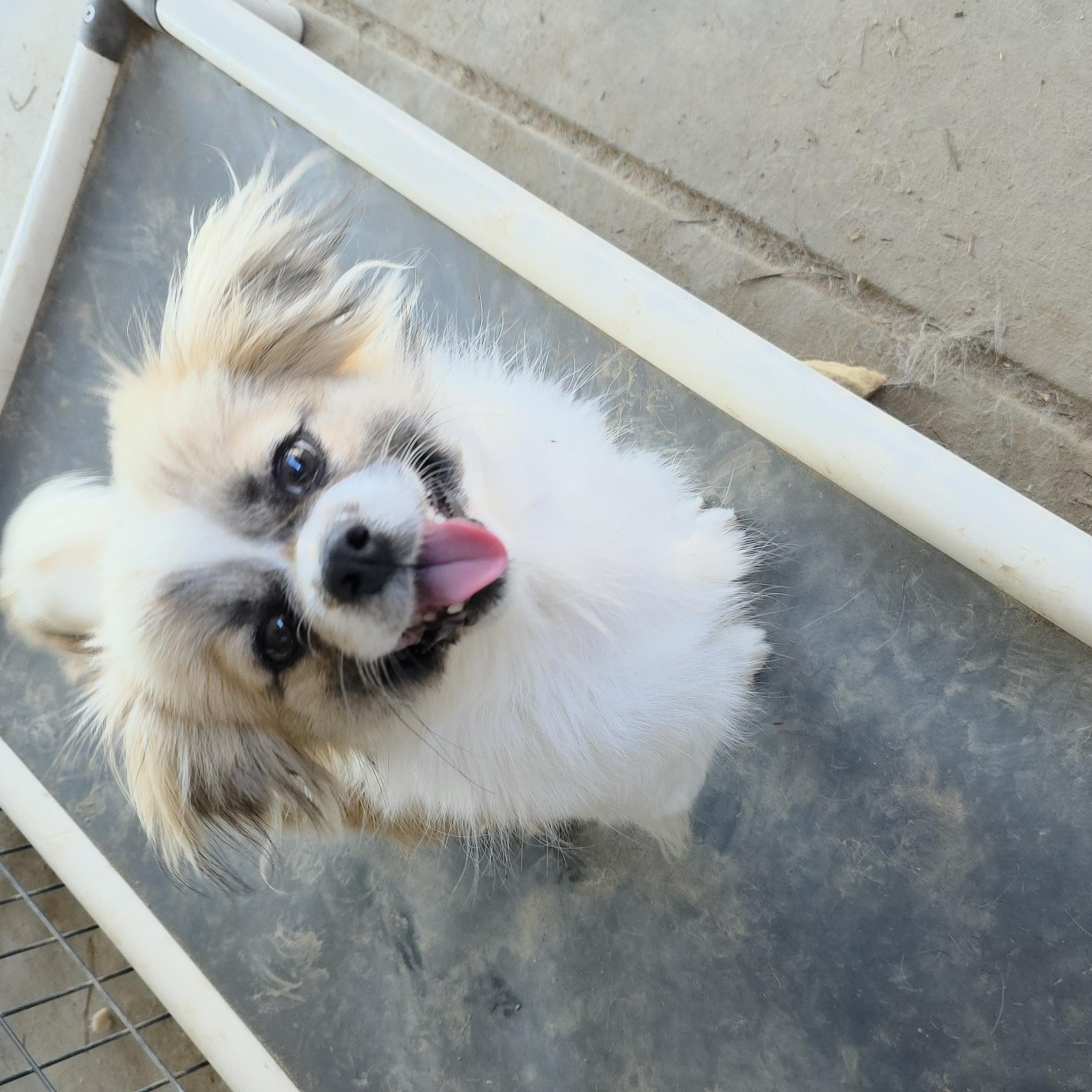 Porter, Adoptable, Young Male Pekingese.