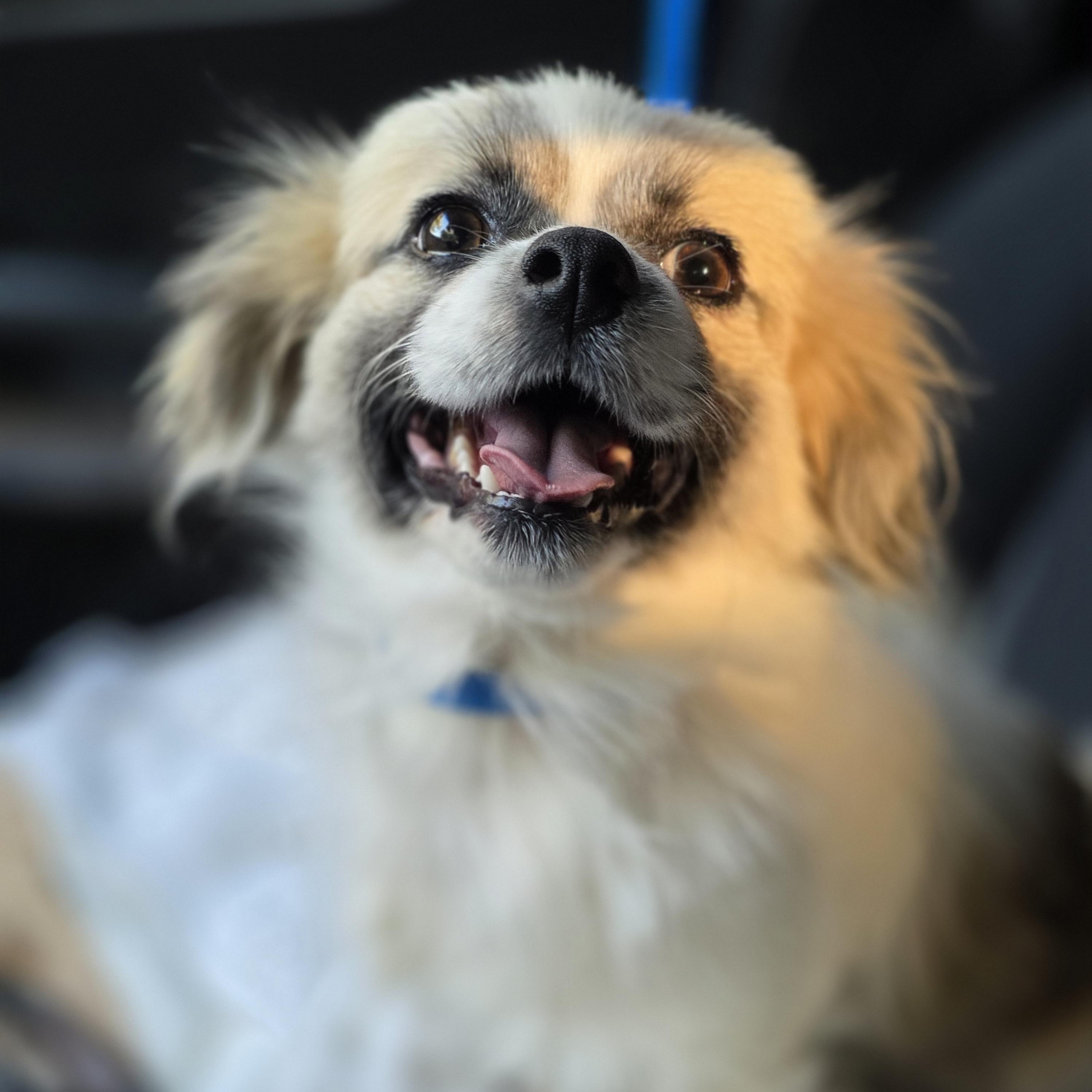 Porter, a Adoptable mixed breed in Fresno, CA image 2/2