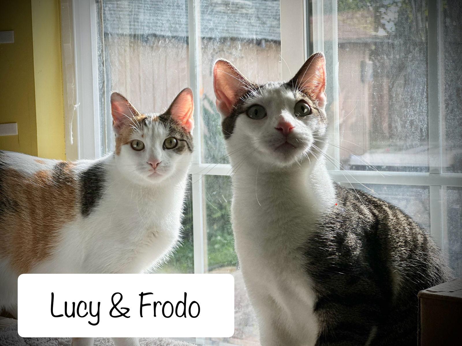 Enlarge Frodo (bonded w/ Lucy), a Adoptable Tabby in San Jose, CA image 1/3