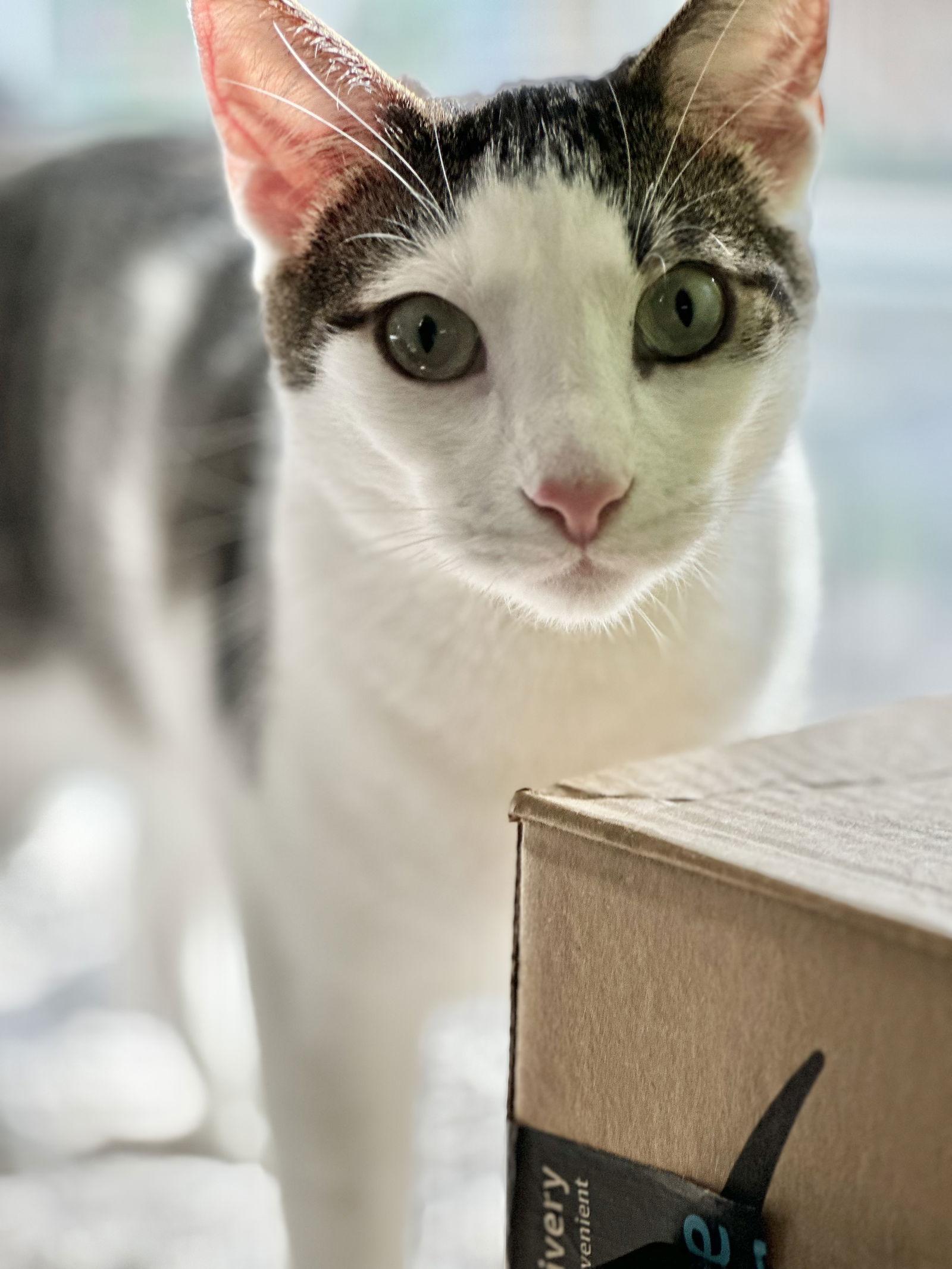 Enlarge Frodo (bonded w/ Lucy), a Adoptable Tabby in San Jose, CA image 2/3