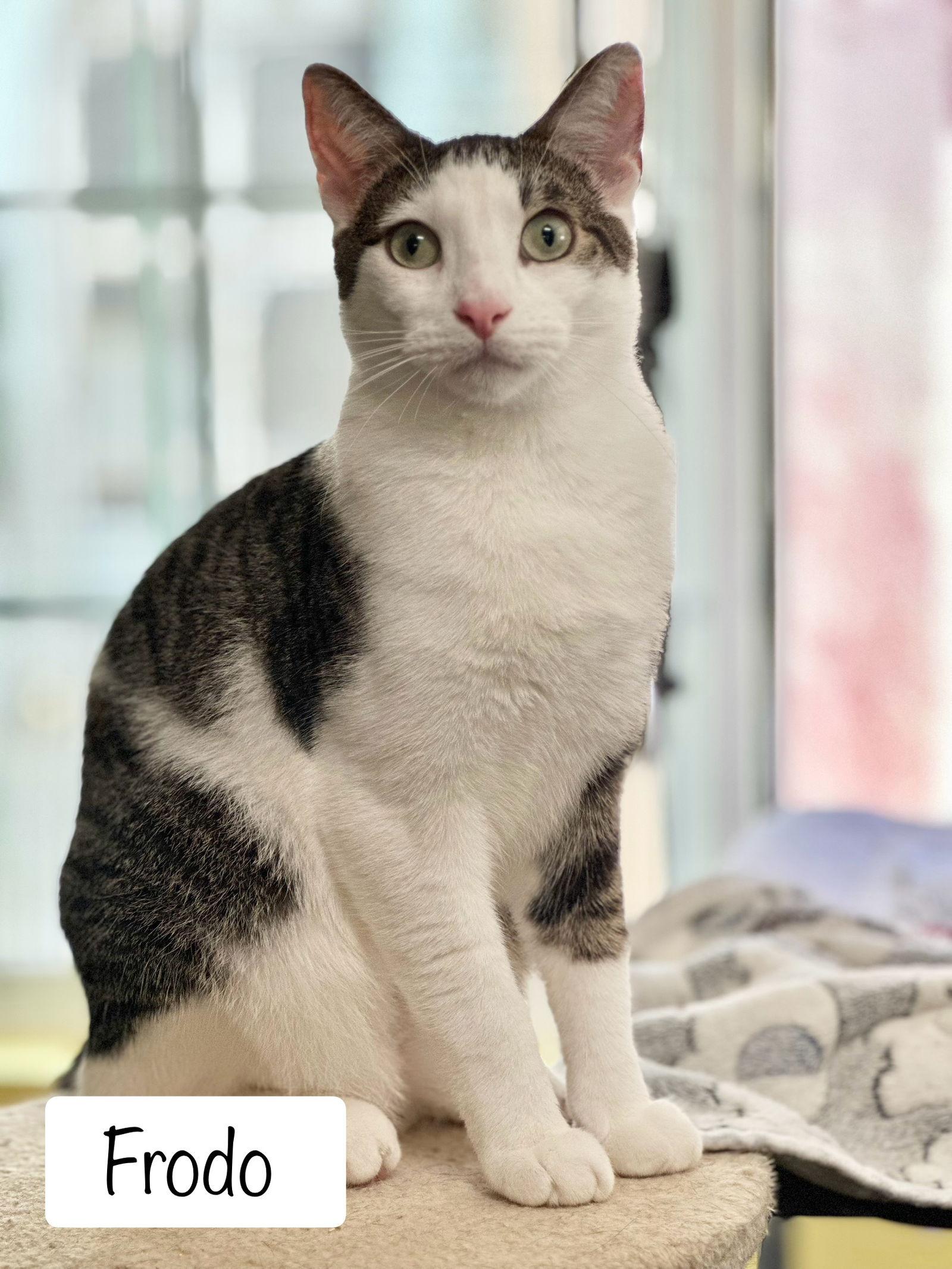 Enlarge Frodo (bonded w/ Lucy), a Adoptable Tabby in San Jose, CA image 3/3