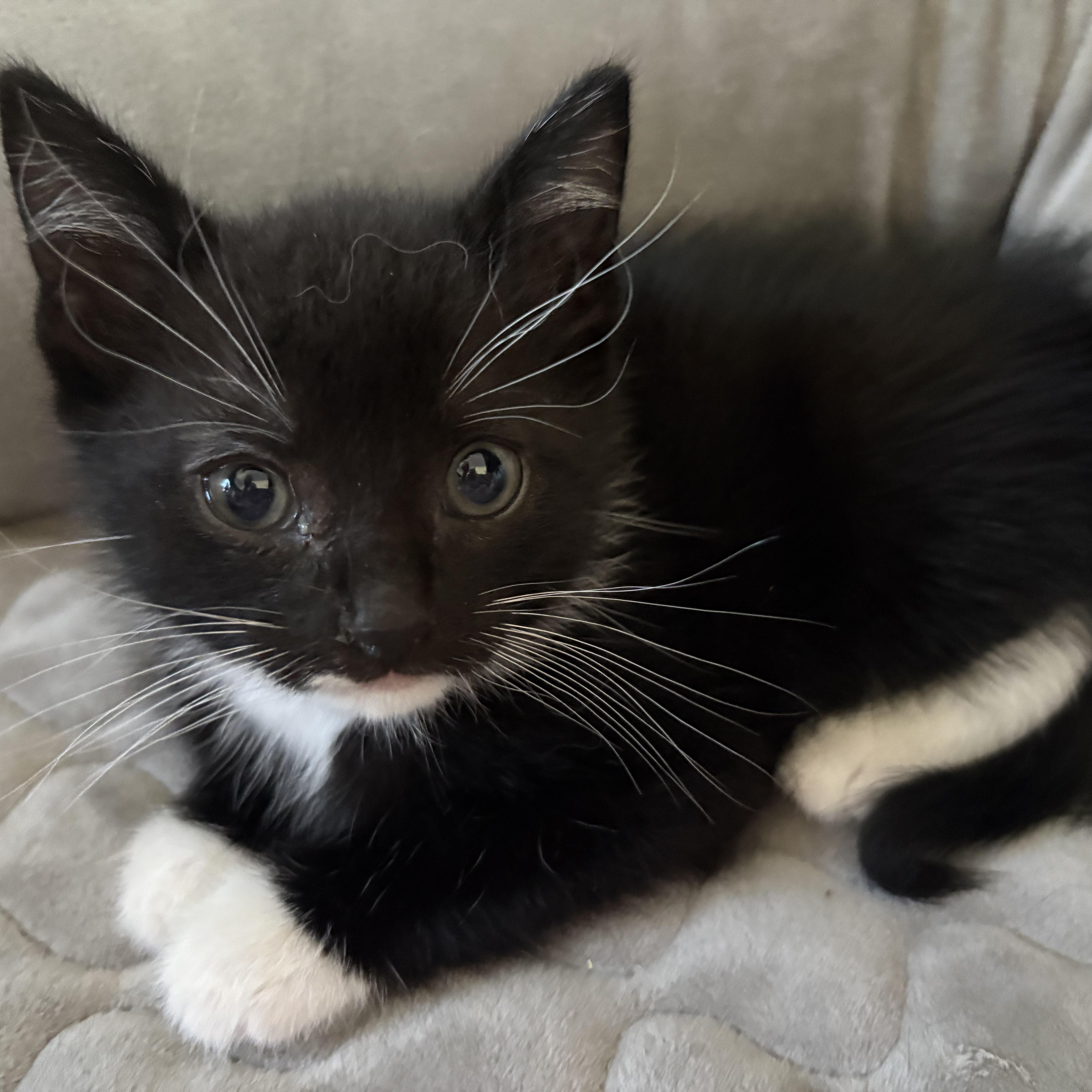 Levon, an adopted Domestic Short Hair in LITTLE MOUNTAIN, SC image 1/4