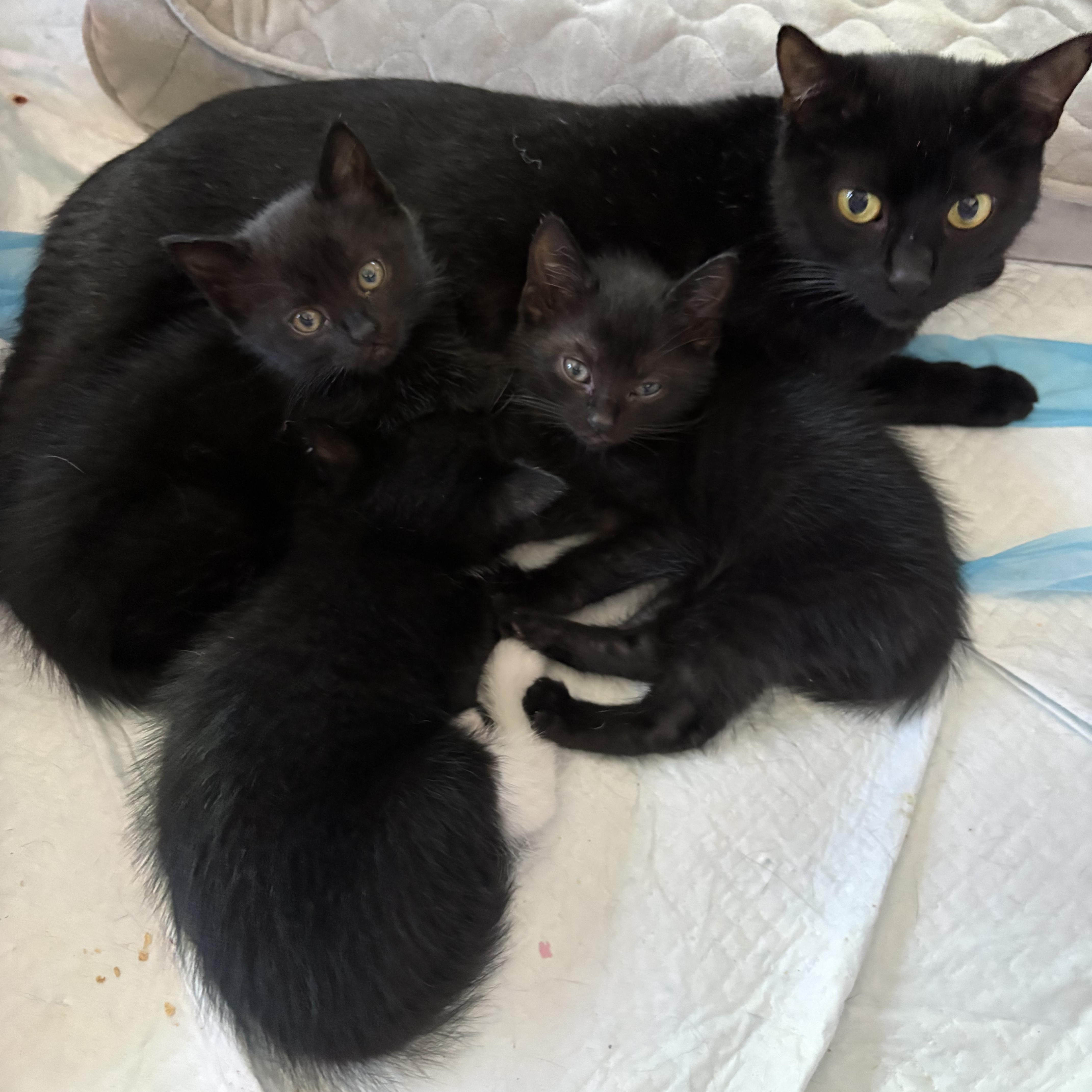 Levon, an adopted Domestic Short Hair in LITTLE MOUNTAIN, SC image 3/4