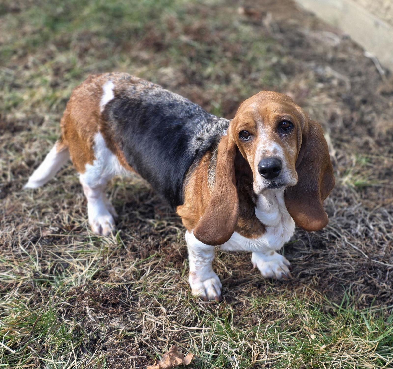 Goldie, Adoptable, Adult Female Basset Hound.