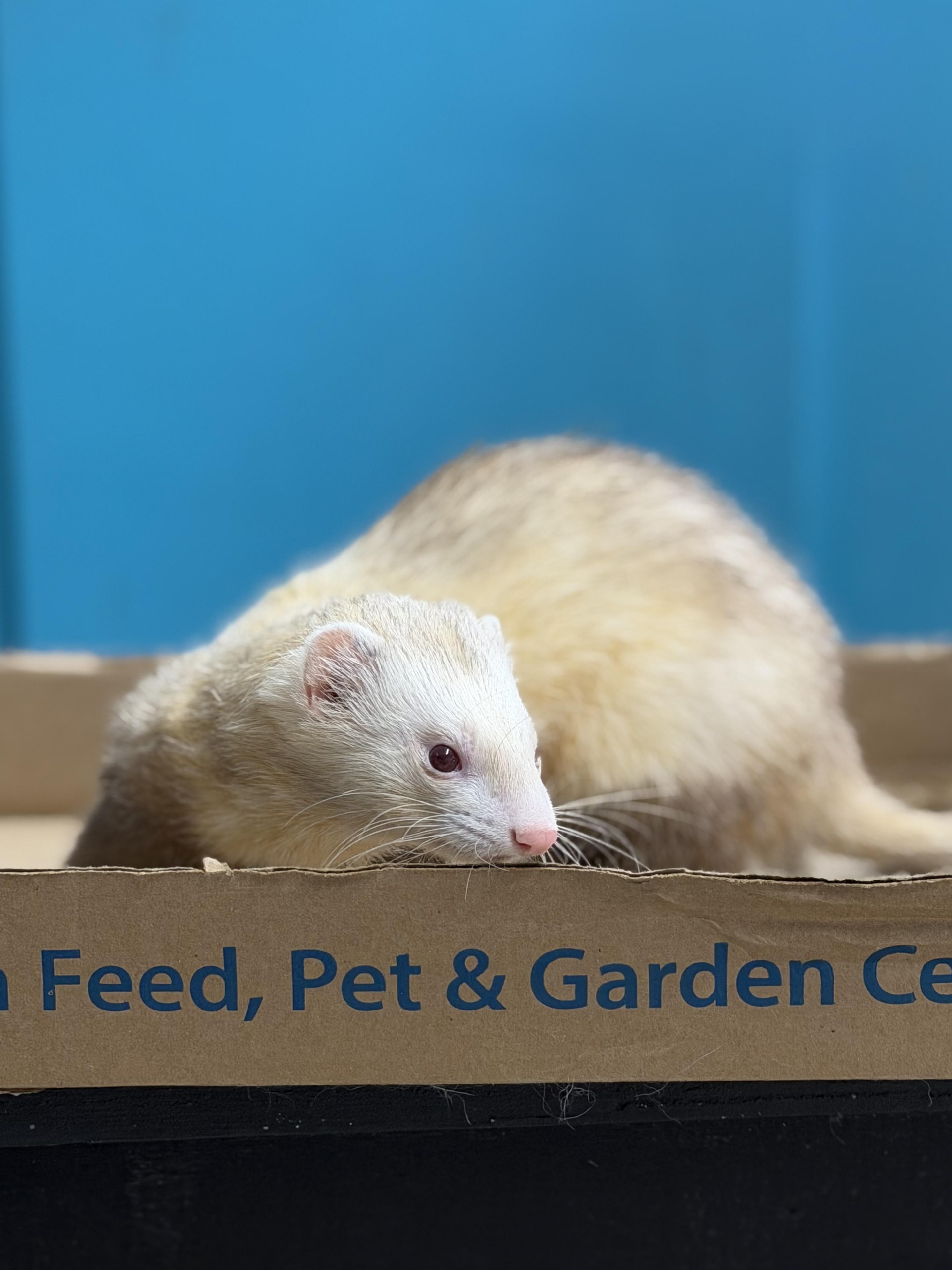 Blueberry, Adopted, Young Male Ferret.