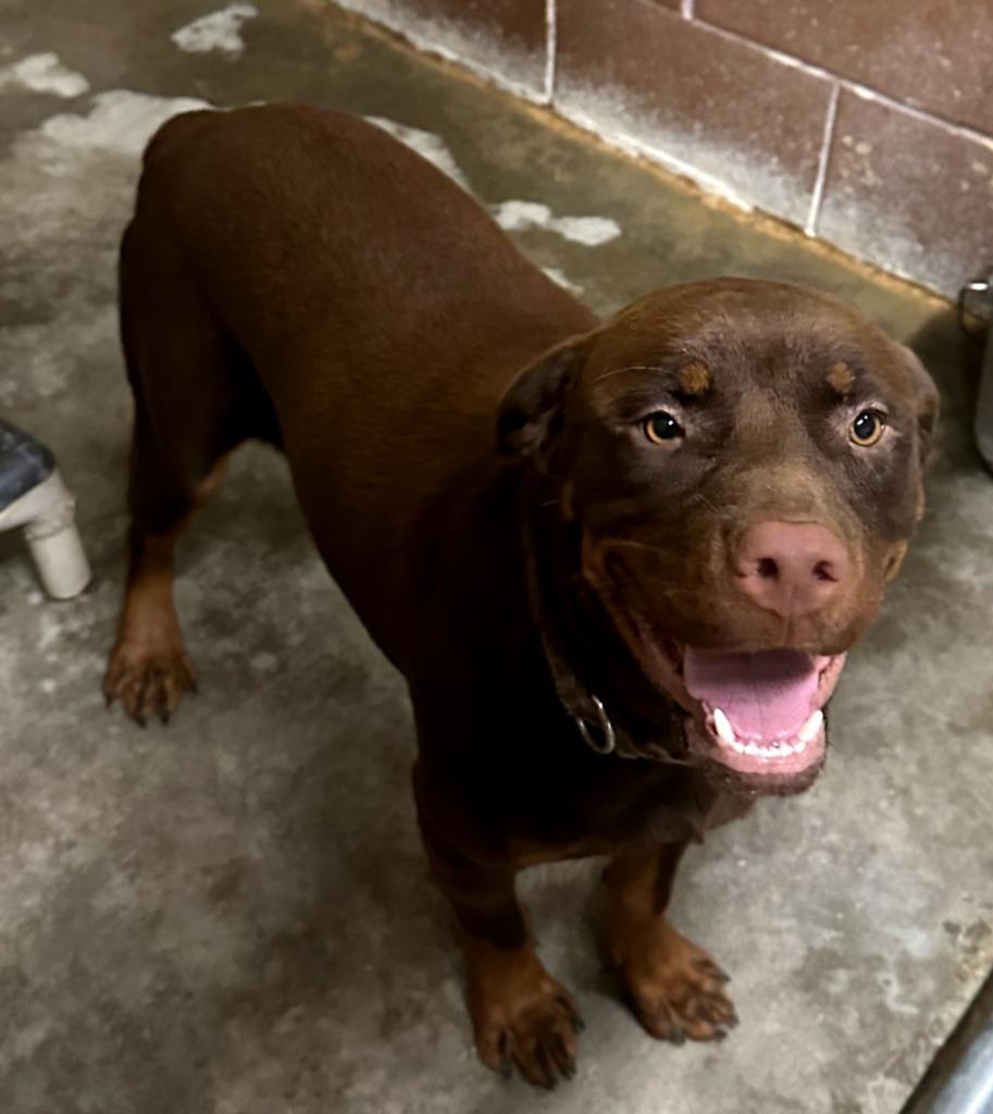Enlarge Suki, a Adopted mixed breed in Swainsboro, GA image 1/1