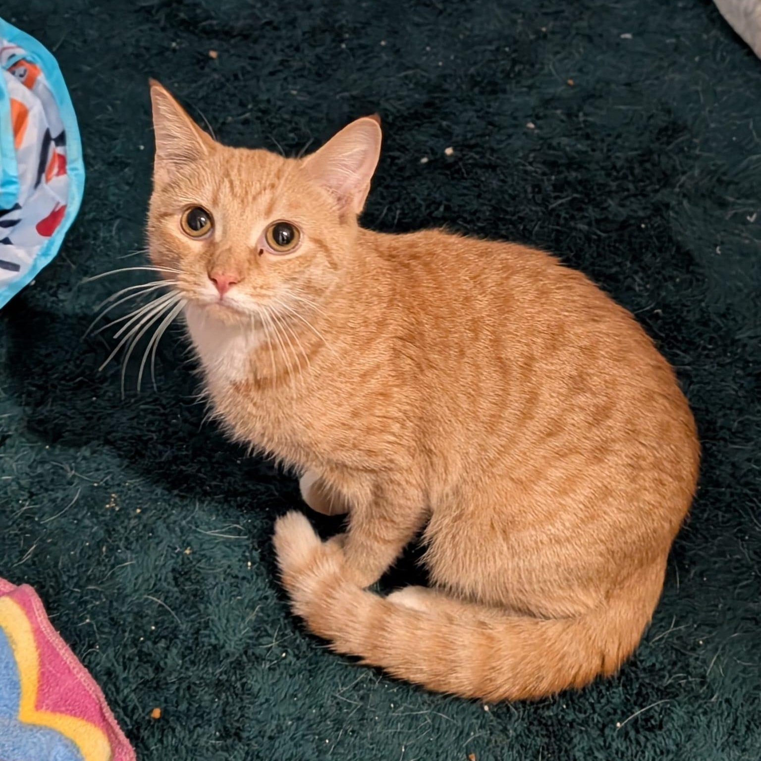 Bubbles, a ADOPTABLE Tabby in New York, NY image 5/6