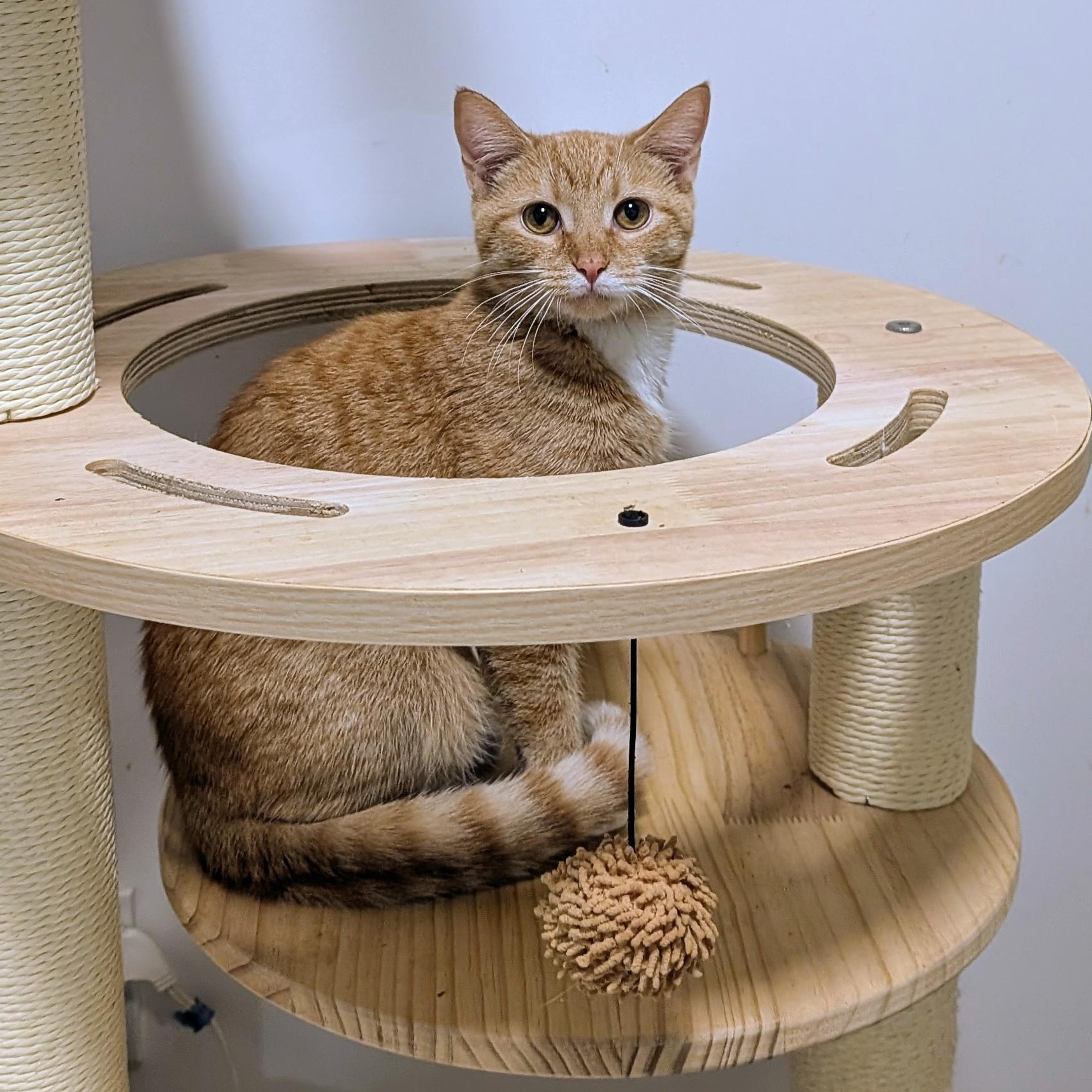 Bubbles, a ADOPTABLE Tabby in New York, NY image 3/6